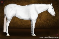 Horse Color:Chestnut Splash Frame Appaloosa 