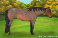 Horse Color:Bay Roan 