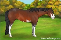 Horse Color:Unknown 