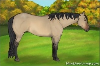 Horse Color:Bay Roan Dun 