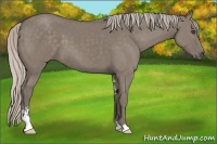 Horse Color:Silver Grullo Sabino 