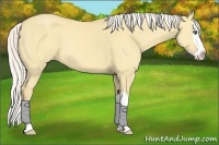 Horse Color:Silver Classic Cream Champagne Dun Sabino Splash 