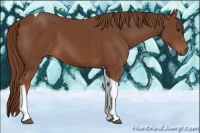 Horse Color:Chestnut Tobiano