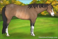Horse Color:Buckskin Sabino Rabicano 