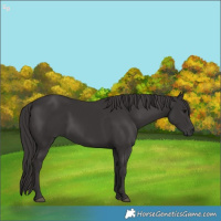Horse Color:Smoky Black 