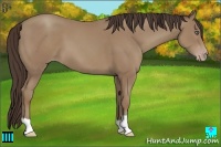 Horse Color:Classic Champagne 