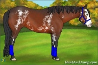 Horse Color:White Spotted Bay Splash Frame 