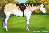 Horse Color:Amber Champagne Dun Sabino Splash 