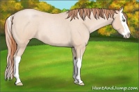 Horse Color:Buckskin Roan Pearl Splash 