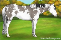 Horse Color:White Spotted Grullo Splash Rabicano