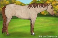 Horse Color:Red Dun Roan