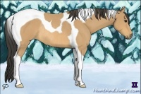 Horse Color:Buckskin Tobiano Rabicano 
