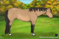 Horse Color:Buckskin Rabicano