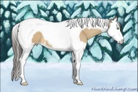 Horse Color:Amber Cream Champagne Splash Tobiano 