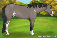 Horse Color:Grullo Sabino Frame