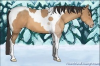 Horse Color:Amber Champagne Tobiano