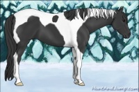 Horse Color:Black Tobiano 
