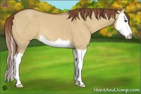 Horse Color:Unknown 