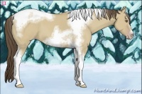Horse Color:Classic Cream Champagne Dun Sabino Splash Tobiano Frame 