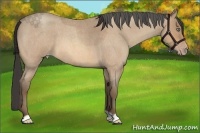 Horse Color:Amber Champagne Roan 