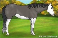Horse Color:Grullo Splash 