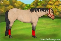 Horse Color:Bay Roan Dun 