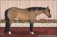 Horse Color:Bay Dun