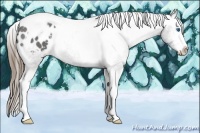 Horse Color:Smoky Blue Roan Splash Tobiano Appaloosa