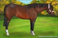 Horse Color:Bay 