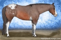 Horse Color:Bay Splash Tobiano Appaloosa 