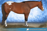 Horse Color:Bay Splash Tobiano Appaloosa 