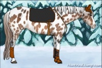 Horse Color:Buckskin Splash Tobiano Near Leopard 