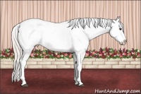 Horse Color:White Spotted Silver Bay Dun Sabino Splash Appaloosa 