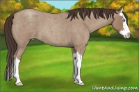 Horse Color:Classic Champagne Roan Splash 