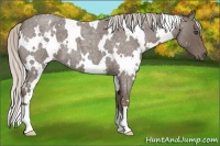 Horse Color:White Spotted Silver Blue Roan 
