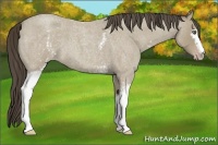 Horse Color:White Spotted Classic Cream Champagne Roan