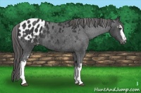 Horse Color:White Spotted Black Appaloosa Rabicano 