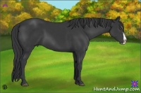 Horse Color:Black Splash