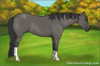Horse Color:Grullo 