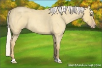 Horse Color:Silver Amber Cream Champagne Roan Dun