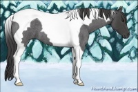 Horse Color:Smoky Blue Roan Tobiano 