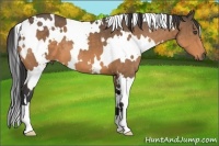 Horse Color:White Spotted Buckskin