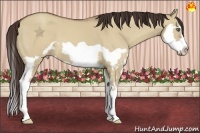 Horse Color:Classic Champagne Dun Splash Frame 