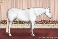 Horse Color:Buckskin Tobiano Appaloosa Rabicano 