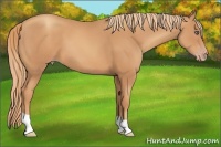 Horse Color:Gold Champagne 