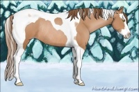 Horse Color:Bay Pearl Splash Tobiano Rabicano