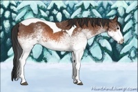 Horse Color:White Spotted Bay Splash Tobiano