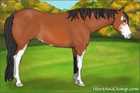 Horse Color:Bay Sabino 