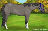 Horse Color:Unknown 