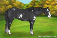 Horse Color:White Spotted Black Splash